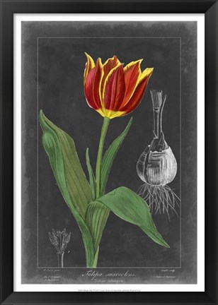 Framed Midnight Tulip IV Print