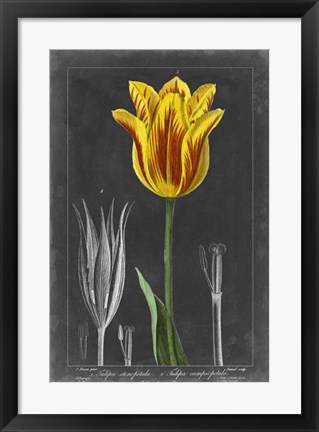 Framed Midnight Tulip V Print