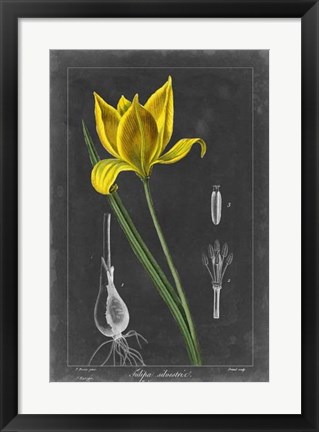 Framed Midnight Tulip VI Print