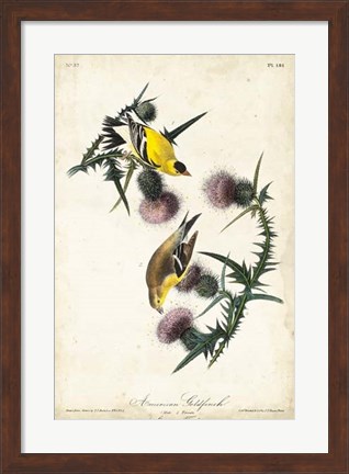 Framed American Goldfinch Print