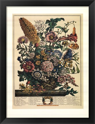 Framed August/Twelve Months of Flowers, 1730 Print