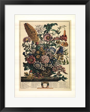 Framed August/Twelve Months of Flowers, 1730 Print