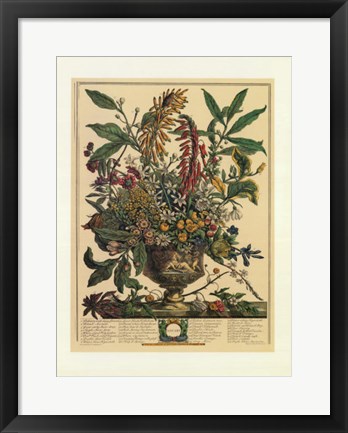 Framed January/Twelve Months of Flowers, 1732 Print