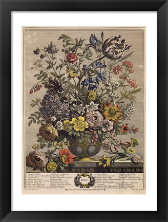 Framed May/Twelve Months of Flowers, 1730 Print