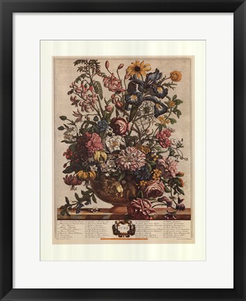 Framed June/Twelve Months of Flowers, 1732 Print