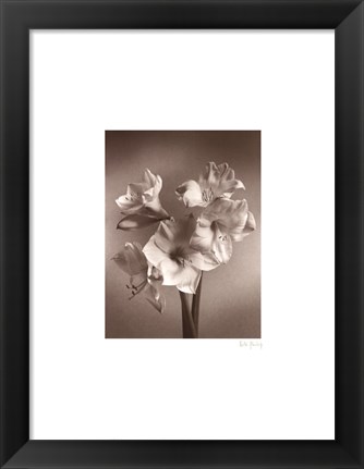 Framed Amaryllis Print