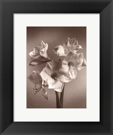 Framed Amaryllis Print