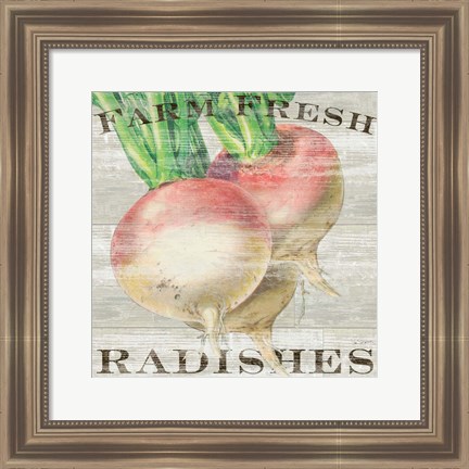 Framed Farm Fresh Radishes Print