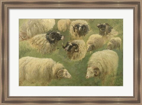 Framed Black-Faced Ram and Sheep, 10 studies Print