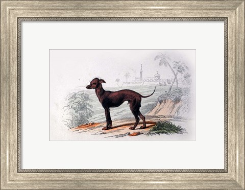 Framed Dog III Print