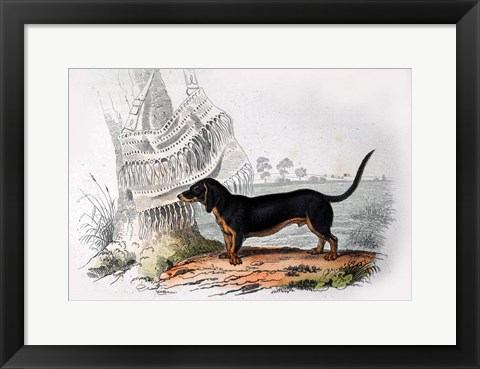 Framed Dog V Print