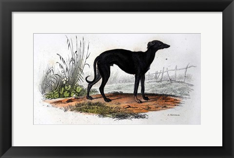 Framed Dog VI Print