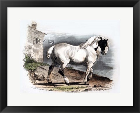 Framed Horse II Print