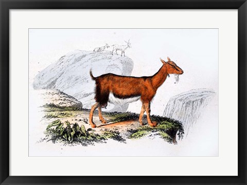 Framed Female Goat Print