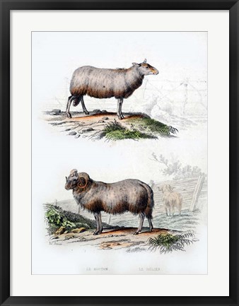 Framed Sheep and Ram Print