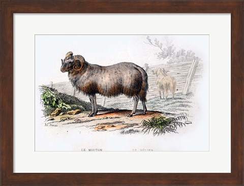 Framed Ram Print