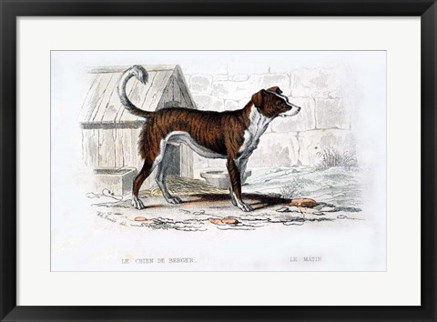 Framed Dog VIII Print