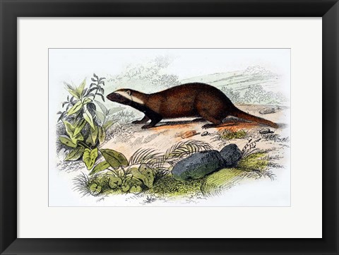 Framed Badger Print