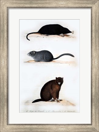 Framed La Taupe, Le Muscardin, La Marmotte Print