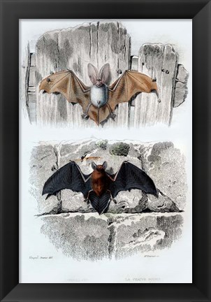 Framed Bats Print