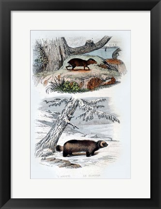 Framed L&#39;Agouti, Le Glouton Print