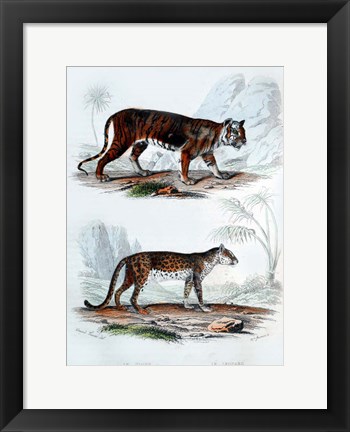 Framed Tiger and Leopard Print