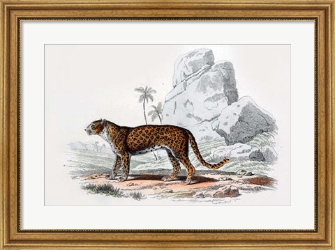 Framed Leopard III Print