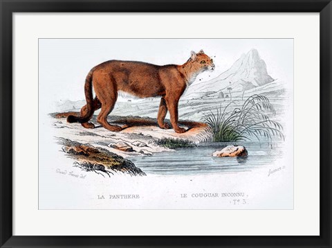 Framed Cougar Print