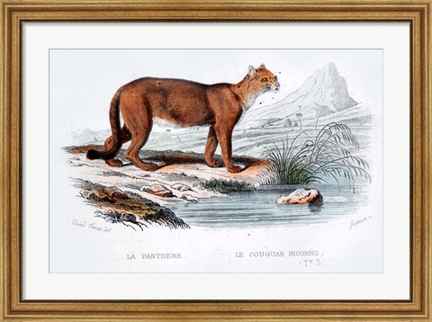 Framed Cougar Print