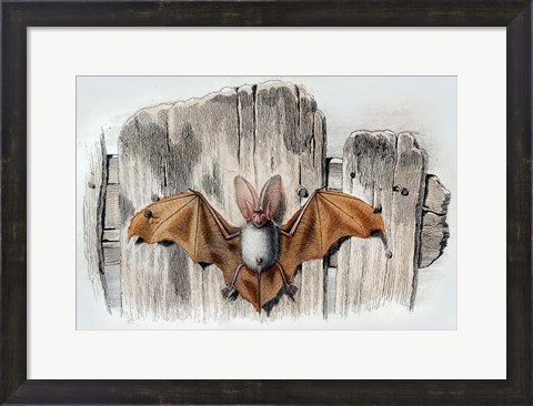 Framed Bat II Print