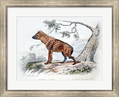 Framed Hyena II Print