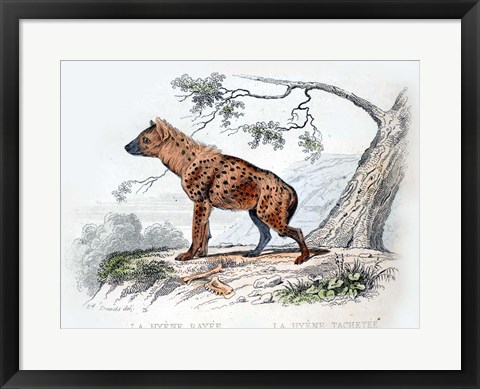 Framed Hyena II Print