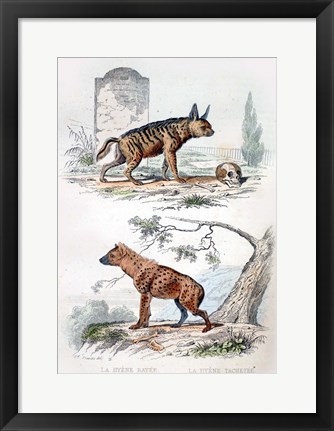 Framed Pair of Hyenas Print