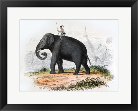 Framed Elephant Print