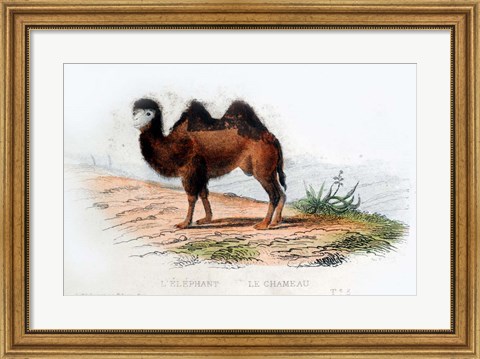 Framed Camel Print