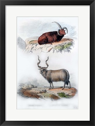 Framed Pair of Rams Print