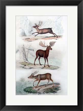 Framed Stag, Elk and Deer Print