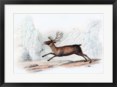 Framed Stag Print