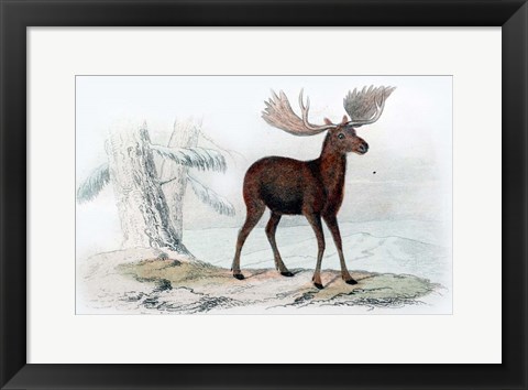 Framed Elk Print