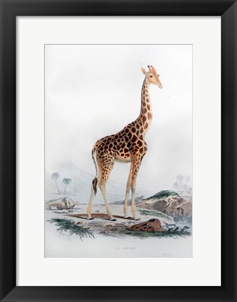 Framed Giraffe Print