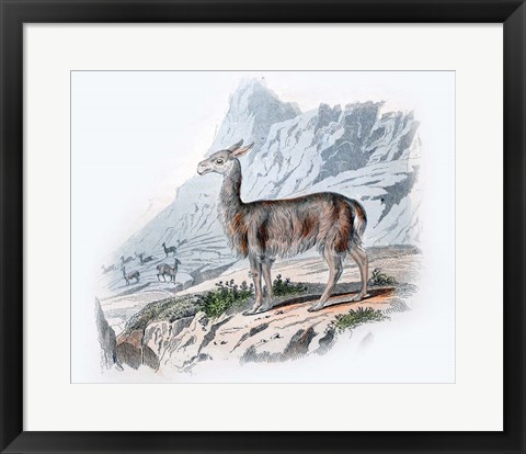 Framed Vicuna Print