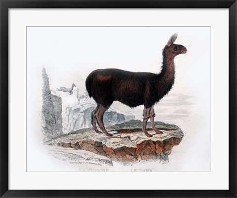 Framed Llama Print