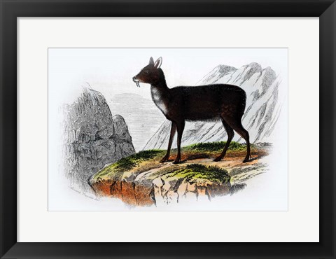 Framed Mammal III Print