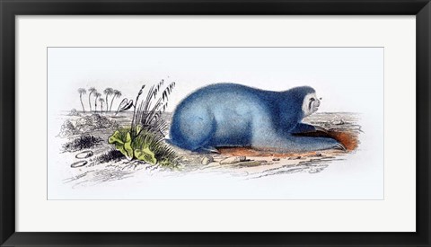 Framed Mammal II Print