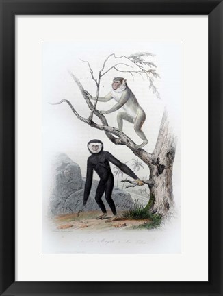 Framed Pair of Monkeys III Print