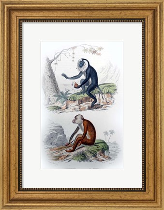 Framed Pair of Monkeys IV Print