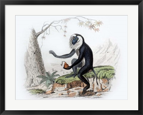 Framed Monkey III Print