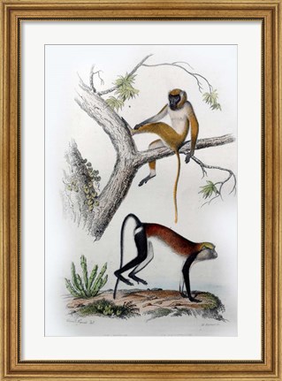 Framed Pair of Monkeys VII Print