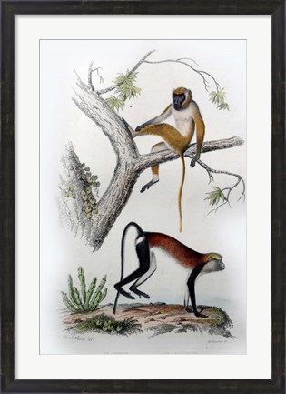 Framed Pair of Monkeys VII Print