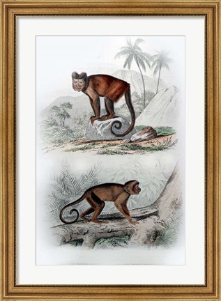 Framed Pair of Monkeys IX Print